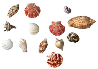 collection of sea shells