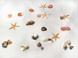 Fototapeta na wymiar shells and stars