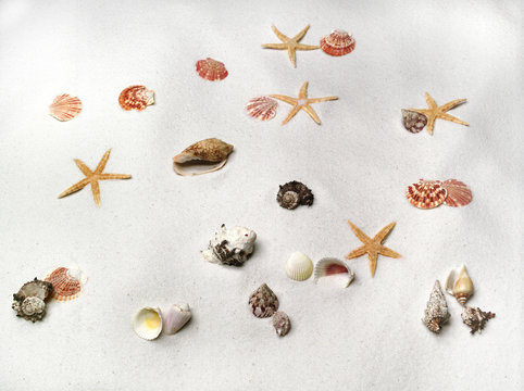 shells and stars
