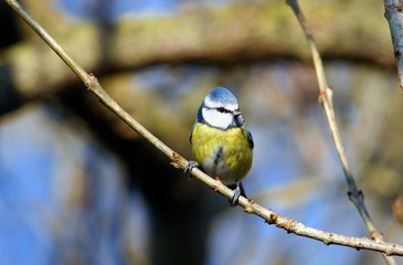 mésange bleue