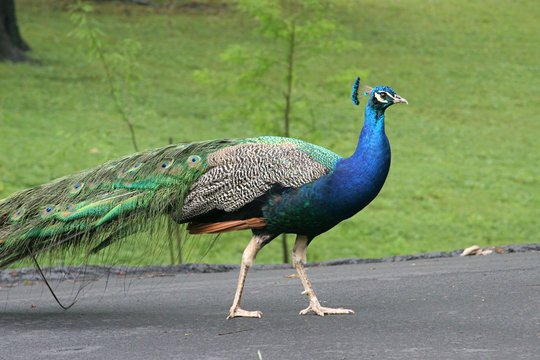Fototapeta peacock 3