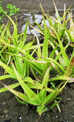 aloe vera
