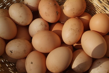 oeufs de la ferme