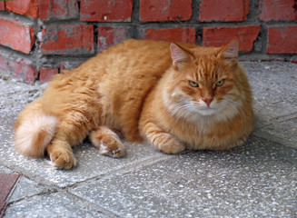 beautiful old cat