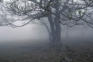 fog's tree - 478228