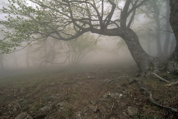 fog's tree - 478229