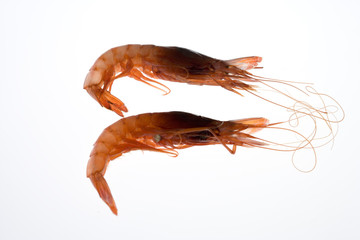 gambas3359