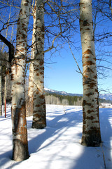 amongst the aspens