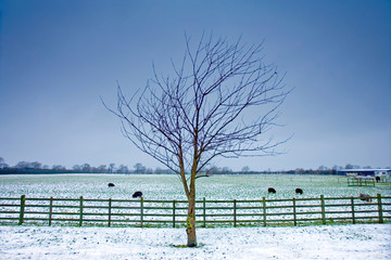 lone tree next to a wintery field with black sheep - Powered by Adobe