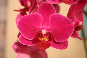 Fototapeta na wymiar rosa orchideen