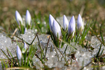 first crocus