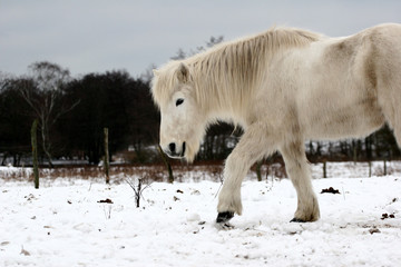 Fototapeta na wymiar konie zima