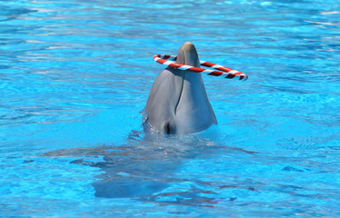 dolphin in blue water playing with red and white striped hoop