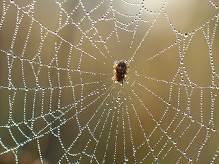 spiders net