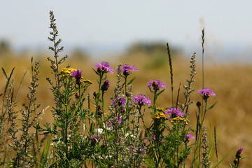 pommerns wiesen