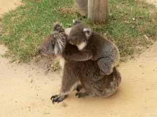 Crédence de cuisine en verre imprimé Koala koala and son