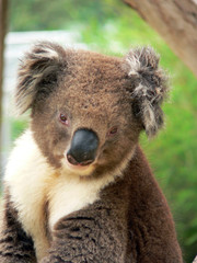 koala cutie