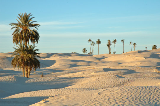 douz (tunisie)