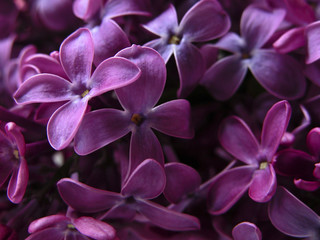 Naklejka na ściany i meble lilacs close up