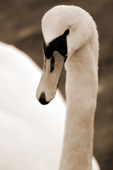 Obraz premium swan10