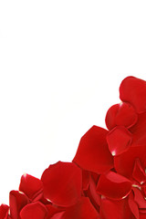 petal frame corner