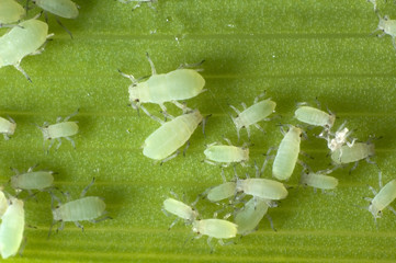 aphids - 486637