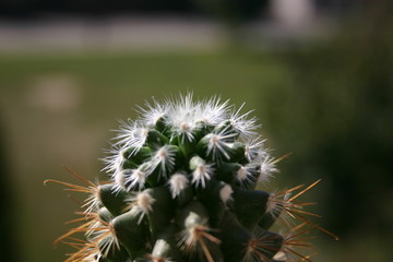 cactus