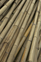 bamboo