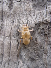 thailand bangkok - cicada case