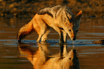 drinking jackal