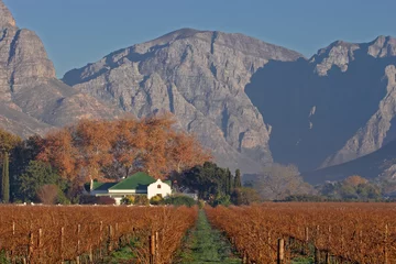 Printed kitchen splashbacks South Africa vineyard  landscape