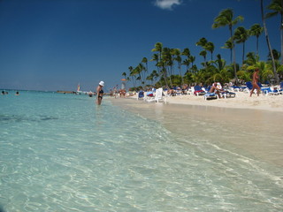 beach water and palm