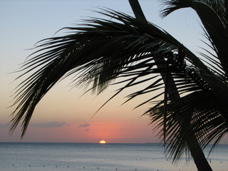 palm over the sun
