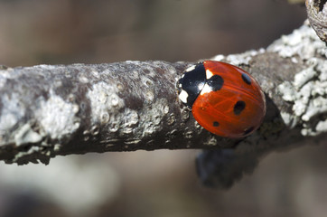 coccinelle 3