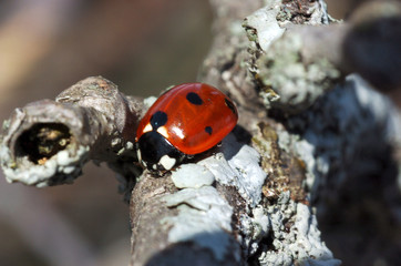 coccinelle 4