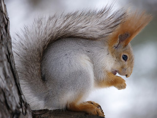 squirrel