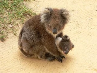 Tableaux ronds sur aluminium brossé Koala koala cuddle