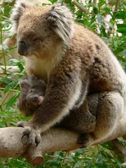 Tableaux ronds sur aluminium brossé Koala koala cuddling baby
