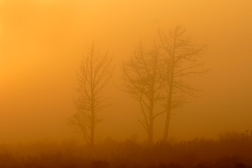 Plakat trees in mist