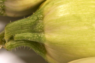 marrow stem