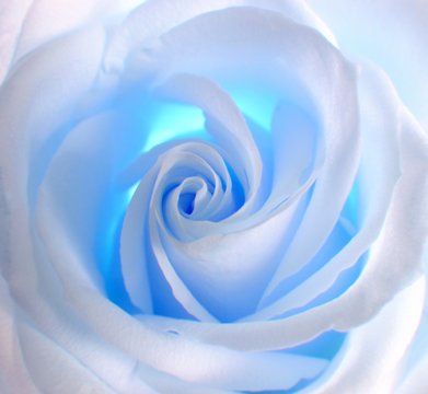 Fototapeta niebieska róża