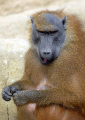 babouin de guinée