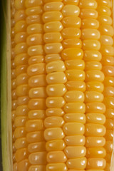 maize