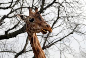 girafe