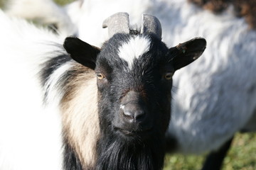 portrait de chevre