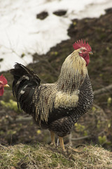 chicken