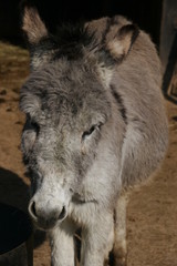 Fototapeta premium ane de jerusalem