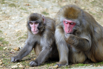 macaque du japon