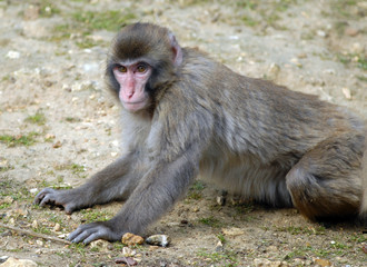 macaque du japon