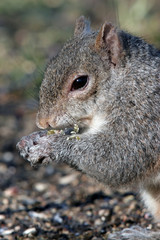 grey squirrel closeup